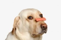 狗狗不愛吃飯的八大原因都在這里了！